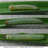 thym lineola larva3 volg
